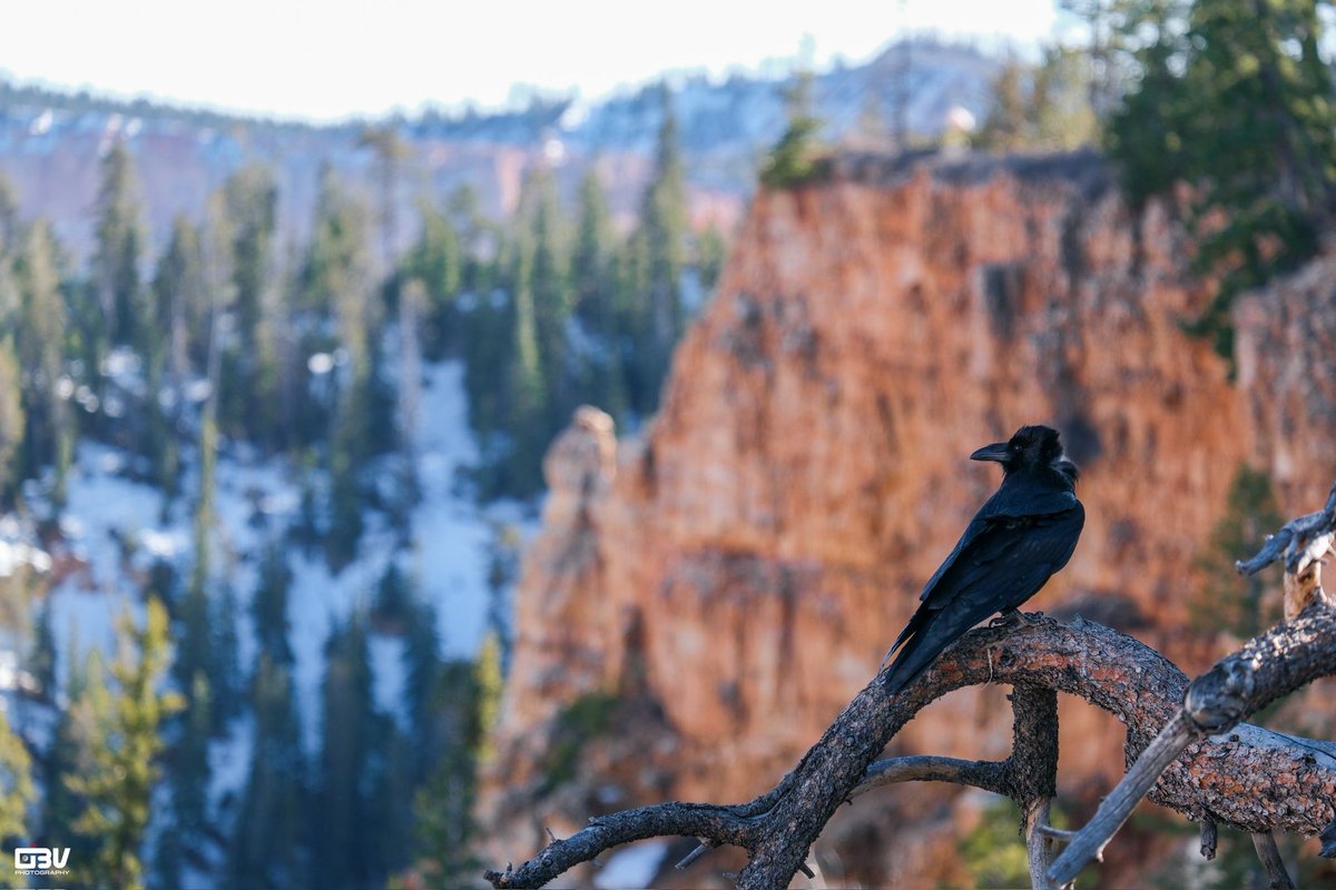 Obv2003's tweet photo. Accessibility was also another HUGE plus at Bryce Canyon. Many of the pull offs and overlooks were right on the side of the road making it very easy to see everything. There were some stairs in some parts but anyone can visit Bryce and expect to see the beautiful sights! https://t.co/SWwSZxhfqv