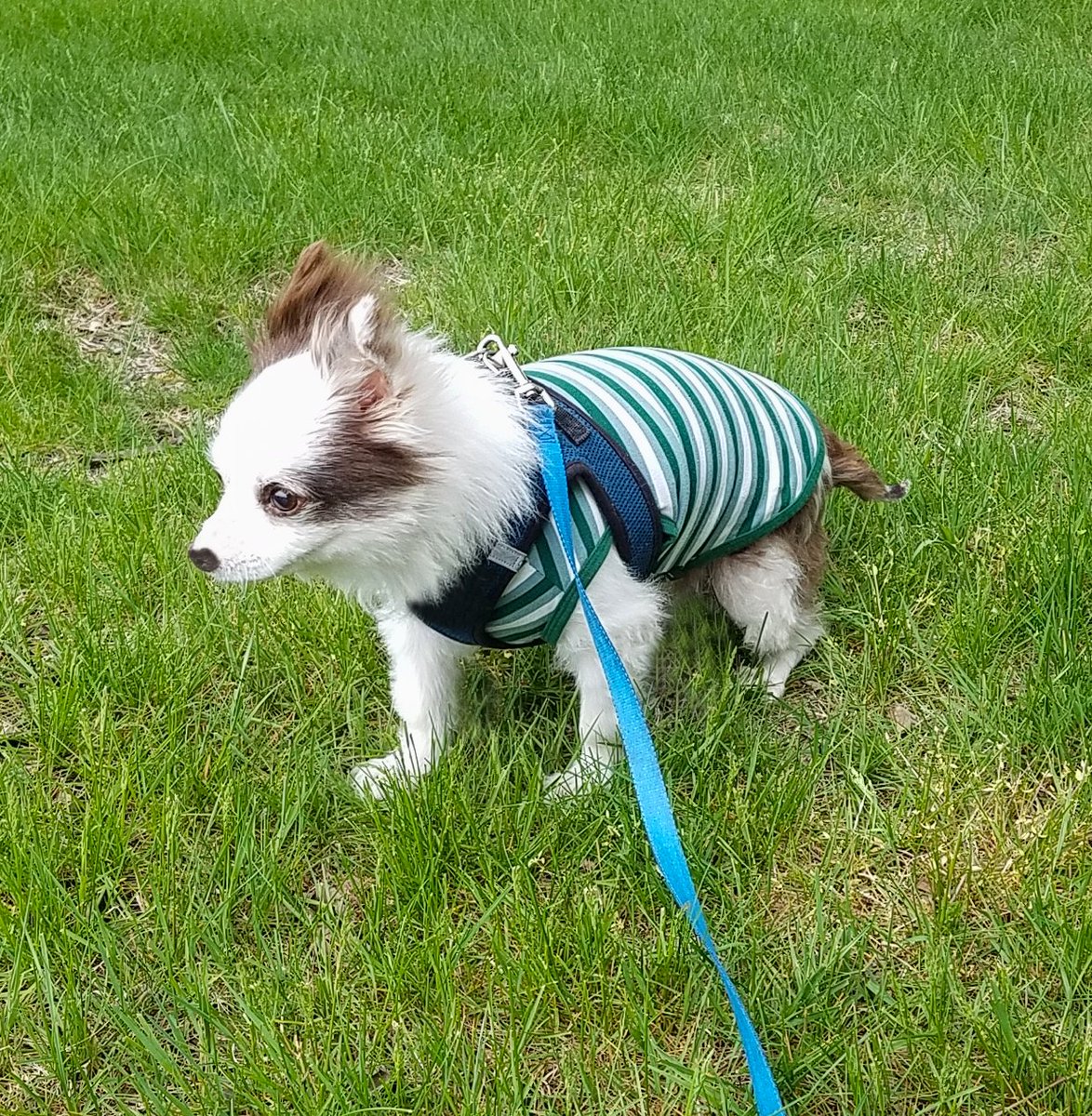 🌲Fun time in Charlie Boo Park!🎉
Action shot of me sneakin up on a Bloo Jay!💥
SPOILER: It chirped at me &amp; I ran to Mama!☺️🤣
Mama's unpacking &amp; doing store work again!
TWO new designs comin soon! 
We outta monies💰 and my meds &amp; treatos need refills! Wuv!❤️🐶
RETWEET🙏
#dogsofX