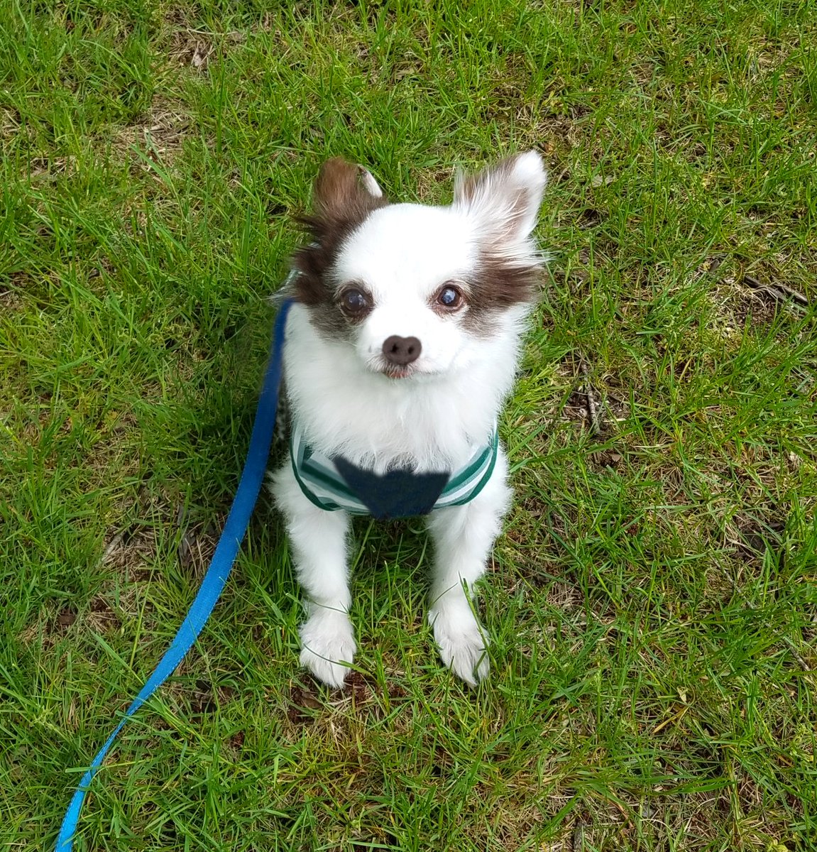 Charlie Boo 💙🐶 tweet media