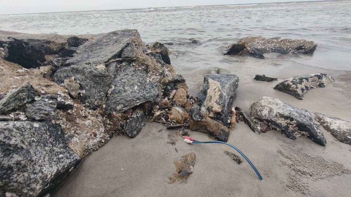 Richmond_Lee's tweet photo. Spotted these RCA cables sprouting out of the ground at the beach. The roots were quite deep. Nature is healing! https://t.co/tEbUEGy6wW