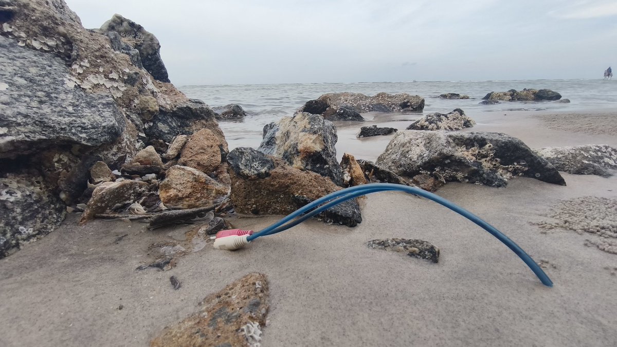 Richmond_Lee's tweet photo. Spotted these RCA cables sprouting out of the ground at the beach. The roots were quite deep. Nature is healing! https://t.co/tEbUEGy6wW