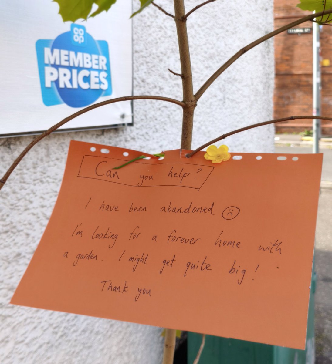bohoman's tweet photo. Abandoned #tree. 🌲🆓 
Cregagh Road, #Belfast.
Sun 10th May 2026. https://t.co/qjCbGLGQwa