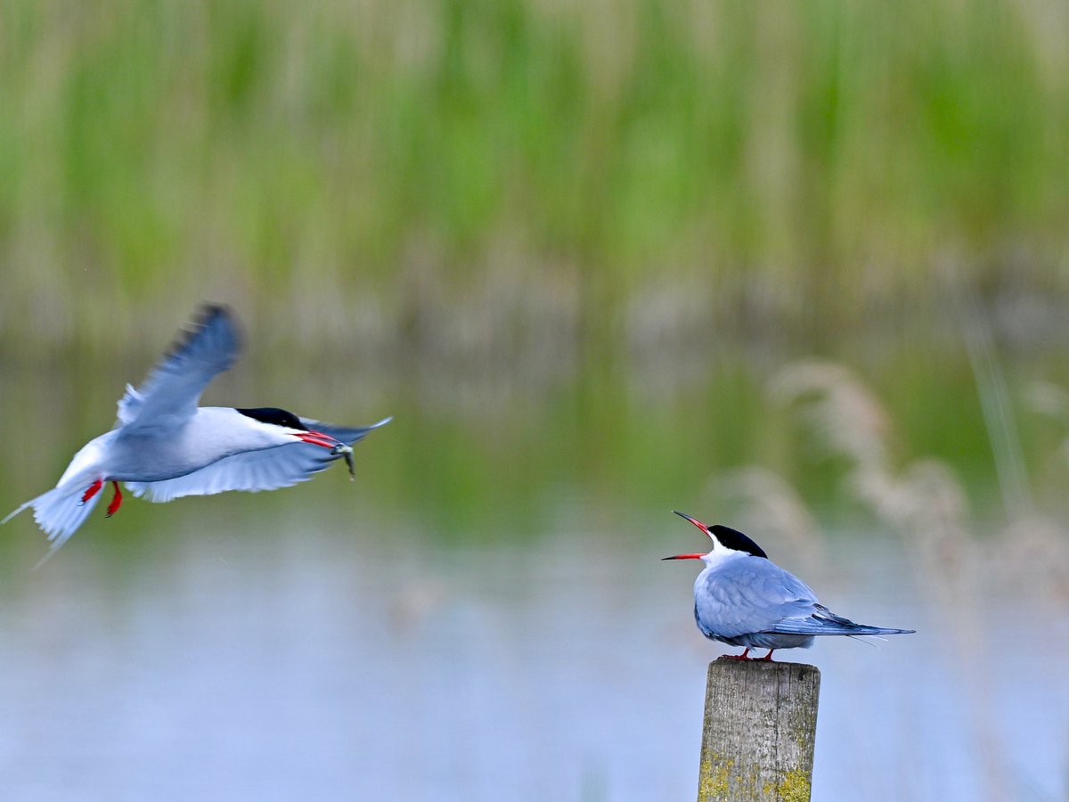 NikonNaturePix's tweet photo. ANOTHER SPECIAL DELIVERY! #CommonTern @RSPBAireValley #StAidans this morning. Pics taken using #Nikon #Z50ii #Z52 &amp; 180-600 lens. 

@UKNikon 
@birdguides
@rspbengland
@natures_voice
@nybirdnews 
#birdphotography #wildlifephotography #naturephotography https://t.co/sXV6UCS53O