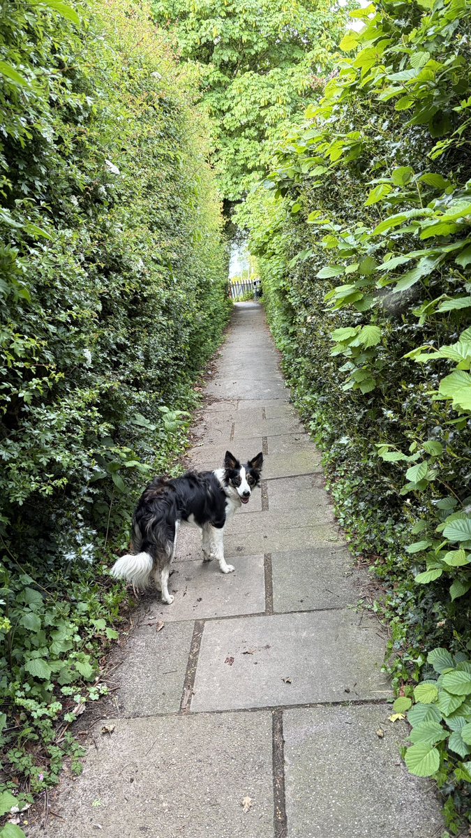 Puppy Bess and Auntie Kes tweet media