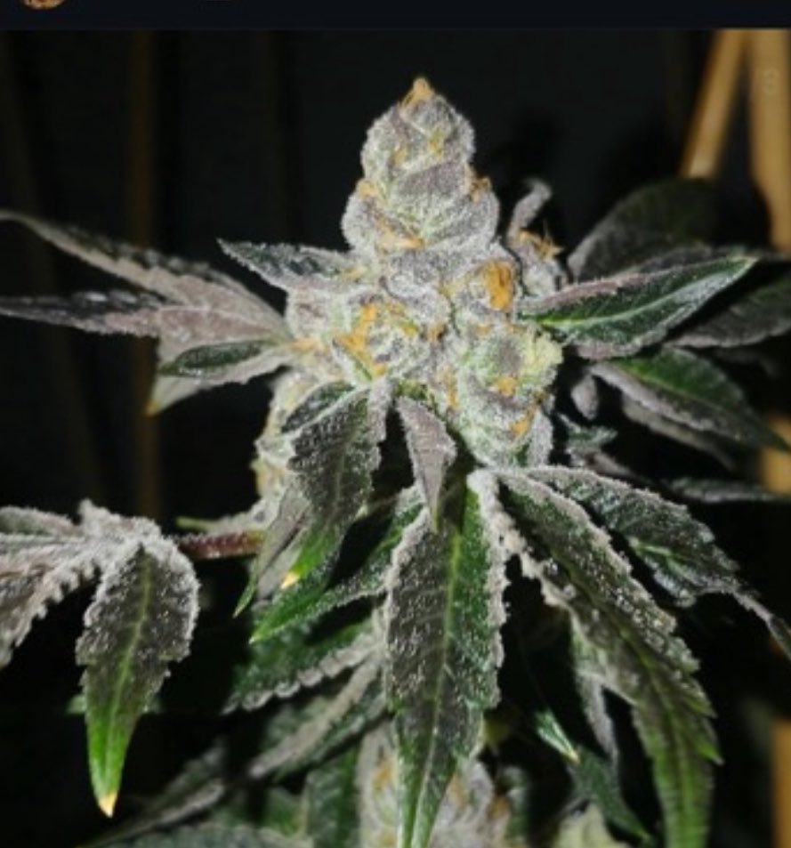 CANNA COLLECTORS tweet media