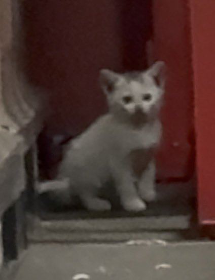 bokenasu_11's tweet photo. 職場に今野良の子猫いるんだけどガチで可愛すぎてやばい
小さき命 https://t.co/ewxgsPS66i