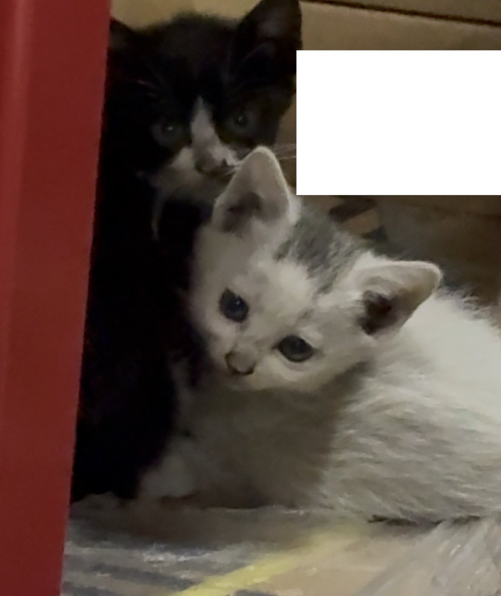 bokenasu_11's tweet photo. 職場に今野良の子猫いるんだけどガチで可愛すぎてやばい
小さき命 https://t.co/ewxgsPS66i