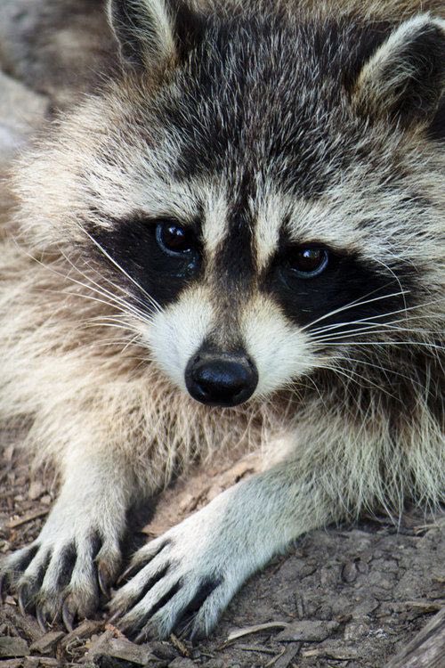 Trash Panda tweet media