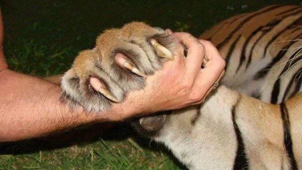 Iuisg's tweet photo. cuando saludan “qué pasó tigre” https://t.co/RXkczsotxv