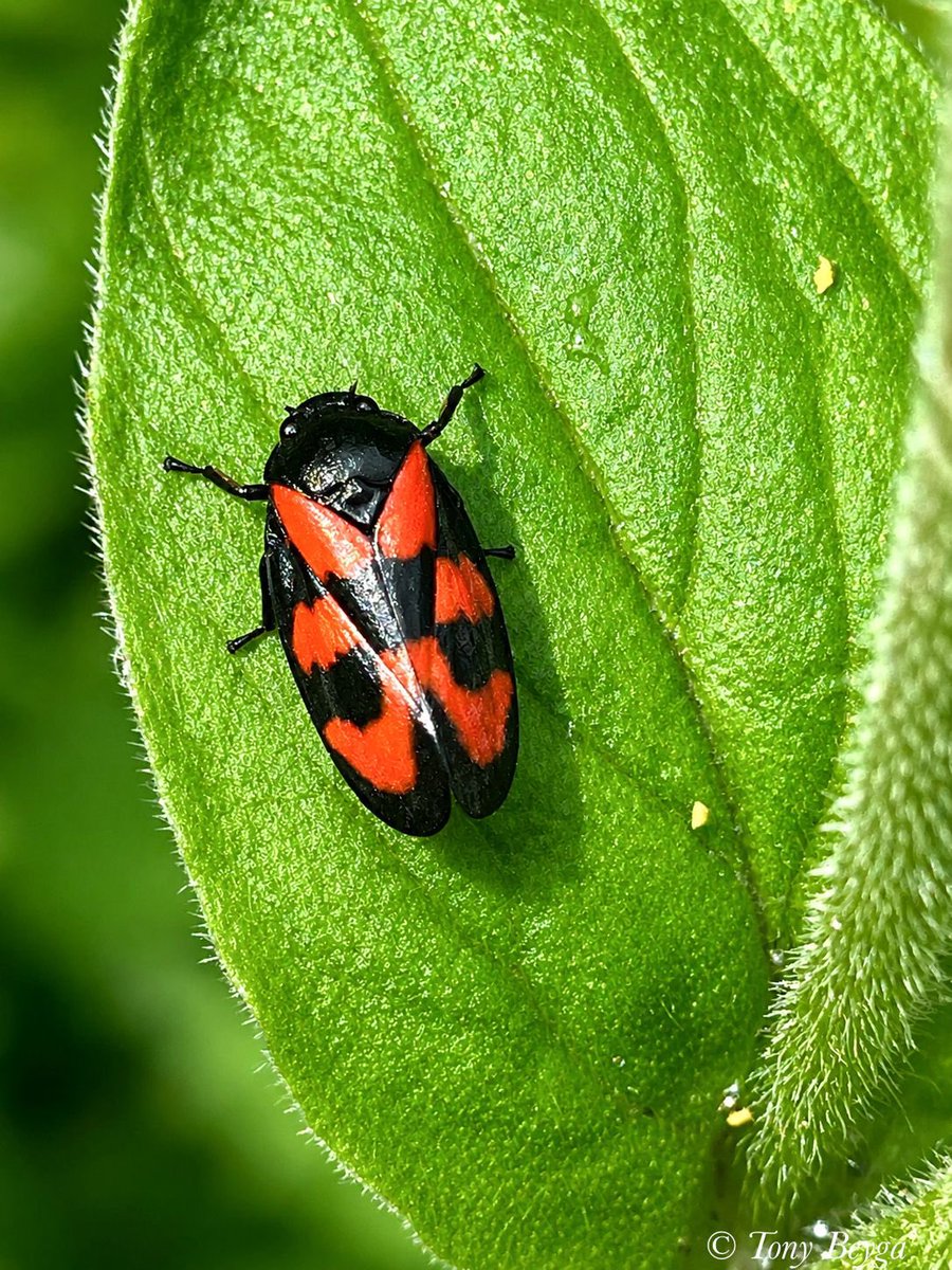 TheCPVG's tweet photo. Keep an eye out for these little red-and-black leafhoppers — easy to mistake for ladybirds at first glance, often spotted on leaves or stems. Worth a closer look if you’re out walking in the park . https://t.co/brtmW9FiHW