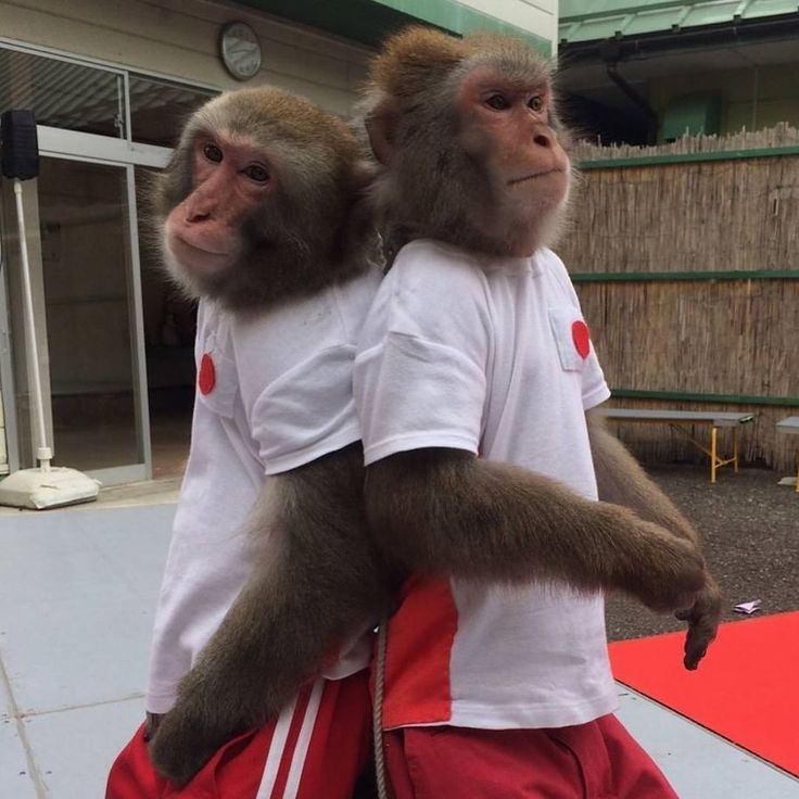 Monkey tweet media