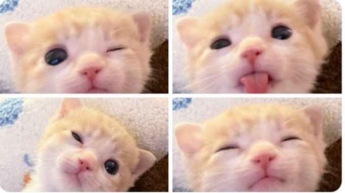 cats 🐈 tweet media