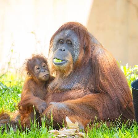 Orangutandrea tweet media