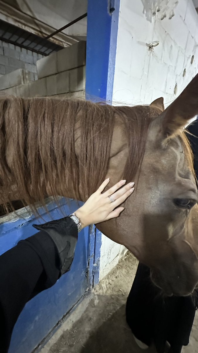 uiuiuiui1i's tweet photo. 🐴🐎💫✨🤎🩶 - https://t.co/VbM91W4NWg