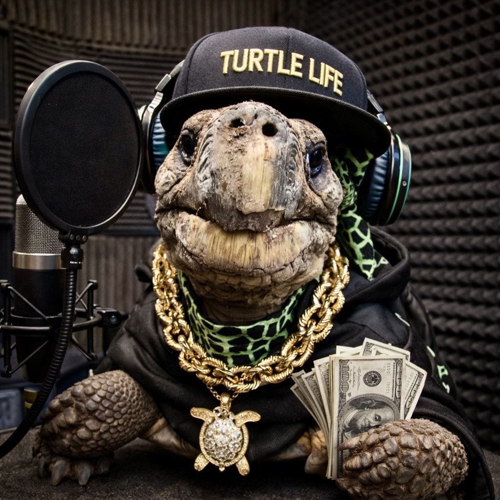 Jonathan The Tortoise (Worlds Oldest Animal) tweet media