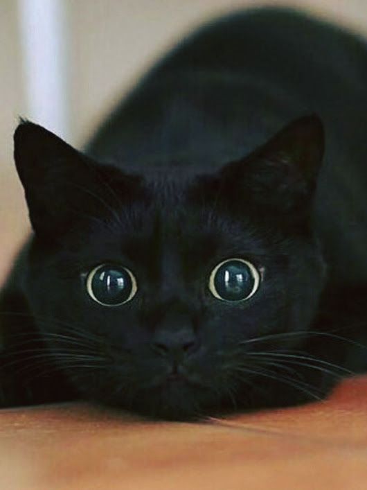 The Cat Aura 𓃠 tweet media