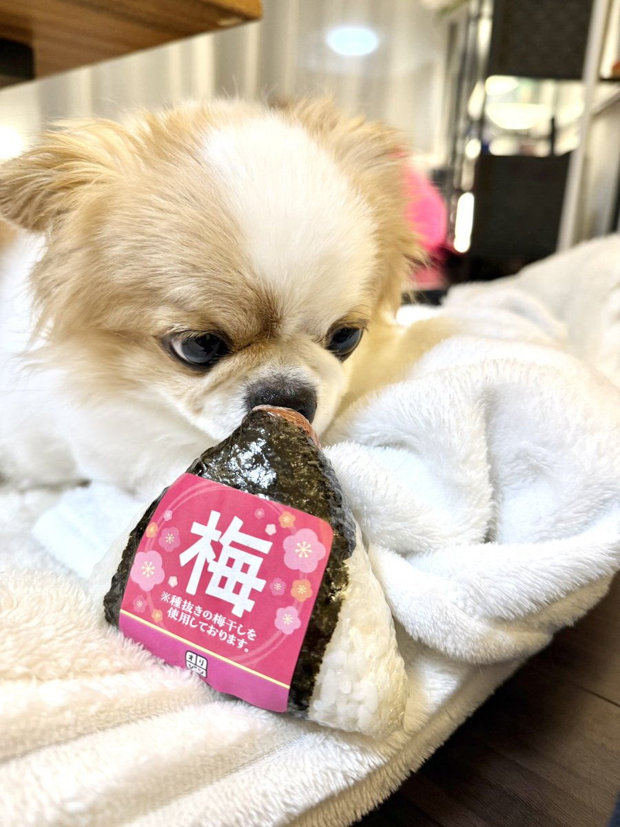 あおいまりい tweet media