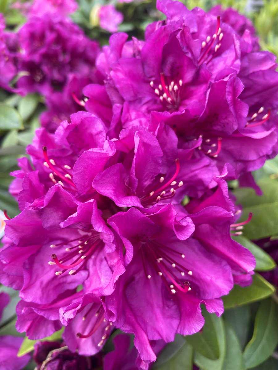 Red azaleas &amp; purple rhododendrons 🌱🌺💜