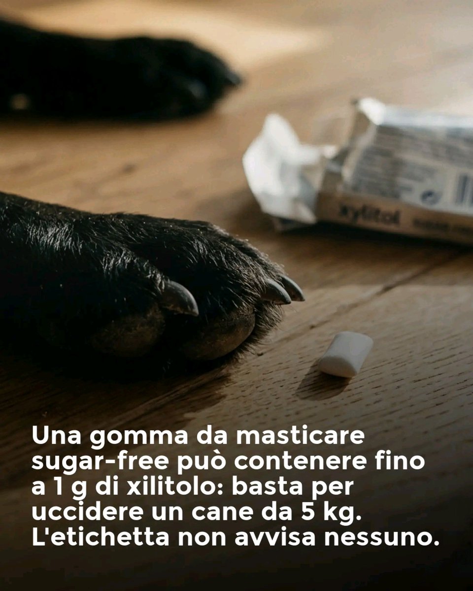 Hai il pelosetto? Leggi qui.. 

La gomma da masticare in borsa può uccidere il tuo cane.

Non quel tipo di cane che mangia di tutto e sopravvive. Il tuo. Quello da 5 kg che aspetta sul divano.

C'è un ingrediente che trovi in quasi tutte le gomme sugar-free, in molti dentifrici