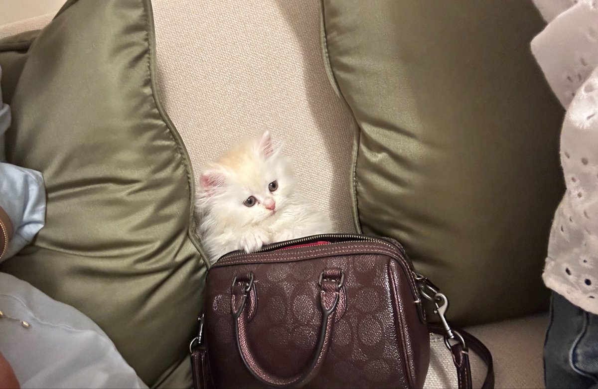 SwanInSilkk's tweet photo. 🌺 small enough for a purse 🌺
#KittenCore
#PocketSized https://t.co/rLVj9fj0Zw