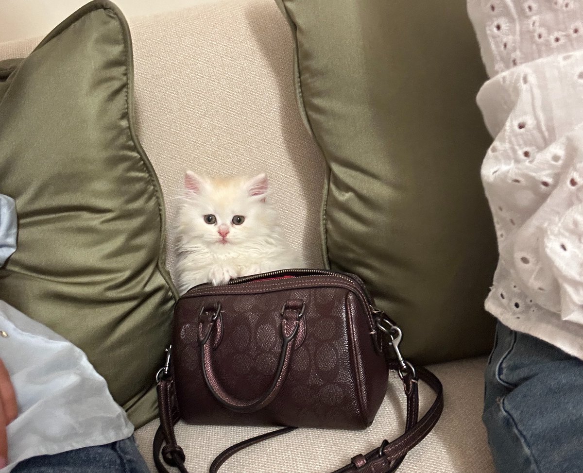 SwanInSilkk's tweet photo. 🌺 small enough for a purse 🌺
#KittenCore
#PocketSized https://t.co/rLVj9fj0Zw