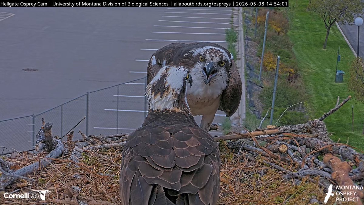 Hellgate Osprey tweet media