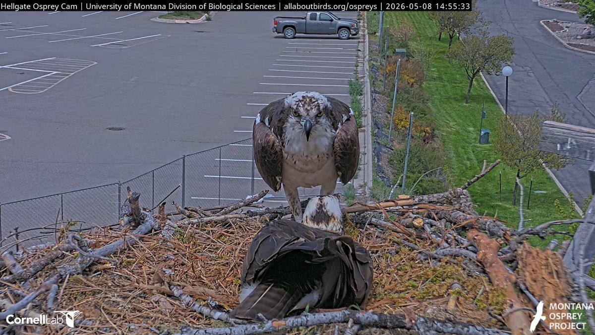 Hellgate Osprey tweet media