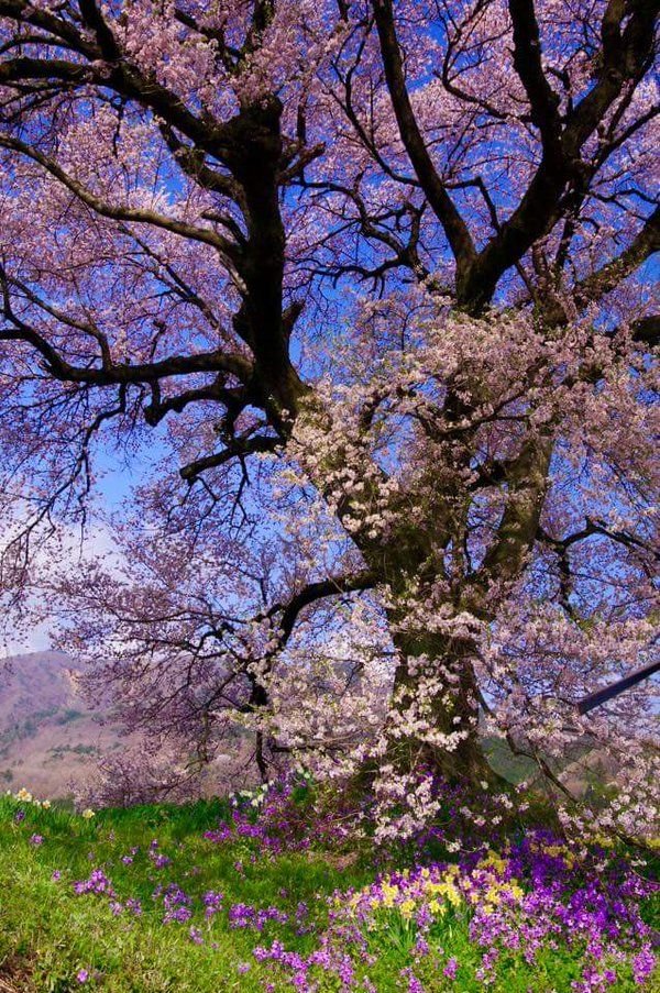 aestheticpost's tweet photo. Purple leaves above, flower petals everywhere below — it's truly the magic of spring. https://t.co/9W9dDBnZ0M