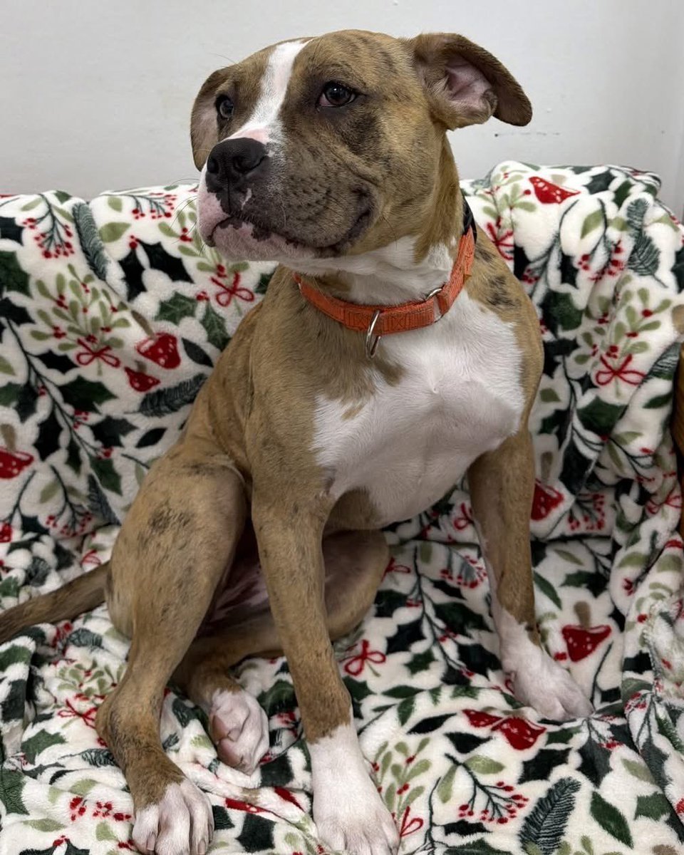 Friday, May 8, 2026

PLEASE🙏 share for:

Montgomery County Humane Society
601 South Stonestreet Ave.
Rockville, MD  20850

(240) 252-2555

Looking for a playful new best friend? Meet Tigra🐾🐾!🧡

Tigra🐾🐾 is a 6-month-old Boxer mix bursting with puppy energy, curiosity, and