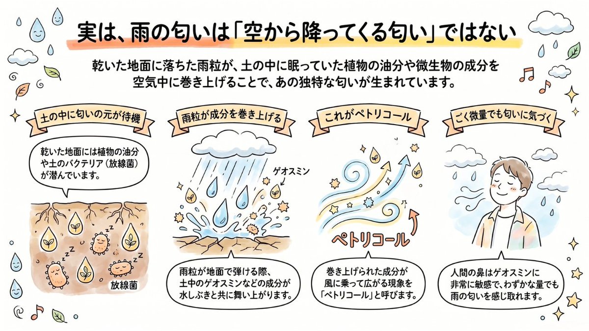 usephys's tweet photo. 実は、雨の匂いは「空から降ってくる匂い」ではない。

雨が降るときの「あの懐かしい匂い」には、ちゃんと名前がある。
「ペトリコール」という。

乾いた地面に雨粒が落ちると、植物由来の油分や、土の中の放線菌が作る「ゲオスミン」という物質などが、水しぶきと一緒に空気中へ巻き上げられる。
これが、あの匂いを形づくる主な成分だ。

おもしろいのは、人間の鼻のゲオスミンへの感度。
なん���、ものすごく敏感で、ごく微量でも僕らは「雨の匂いだ」と気づく。

つまりあの匂いは、乾いた地面の中に静かにたまっていた成分を、雨が空気中へ連れ出したものだ。

雨上がりに深呼吸したくなるあの感覚は、地面のささやかな営みとつながっている。