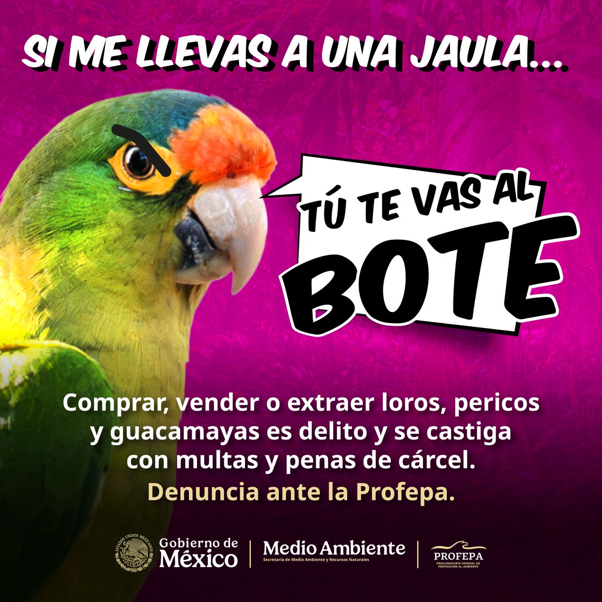 PROFEPA tweet media