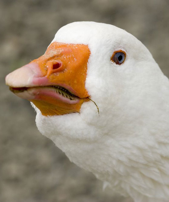 goosewin tweet media