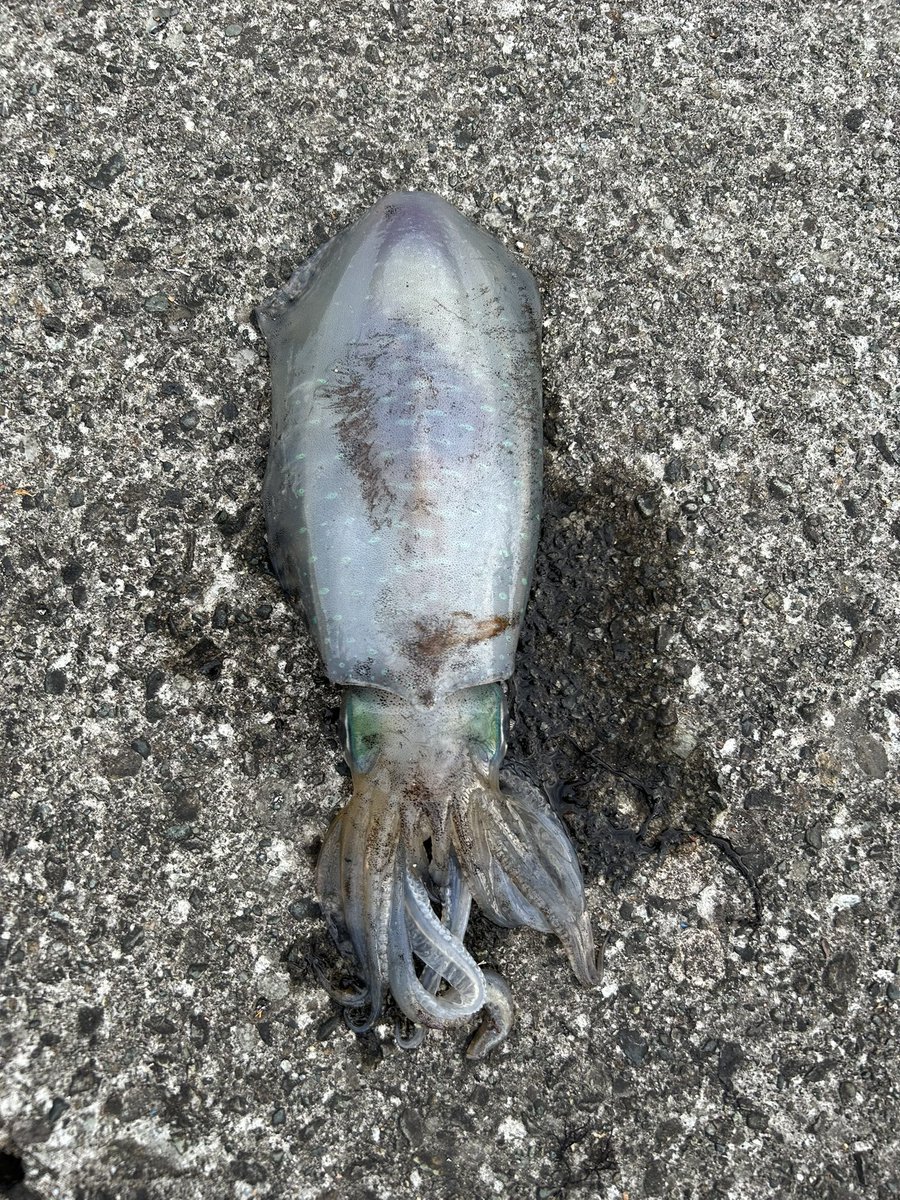 tsuritter🎣翔也 tweet media