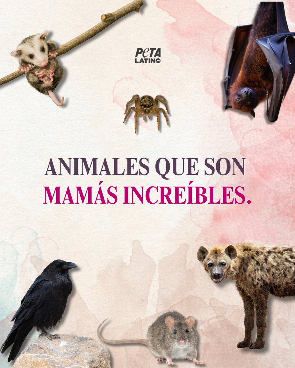 PETA_Latino's tweet photo. El amor maternal existe de muchísimas formas. https://t.co/IoArgtscD0