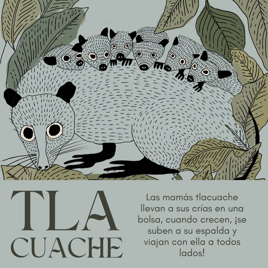 Pro Bosque Chapultepec tweet media