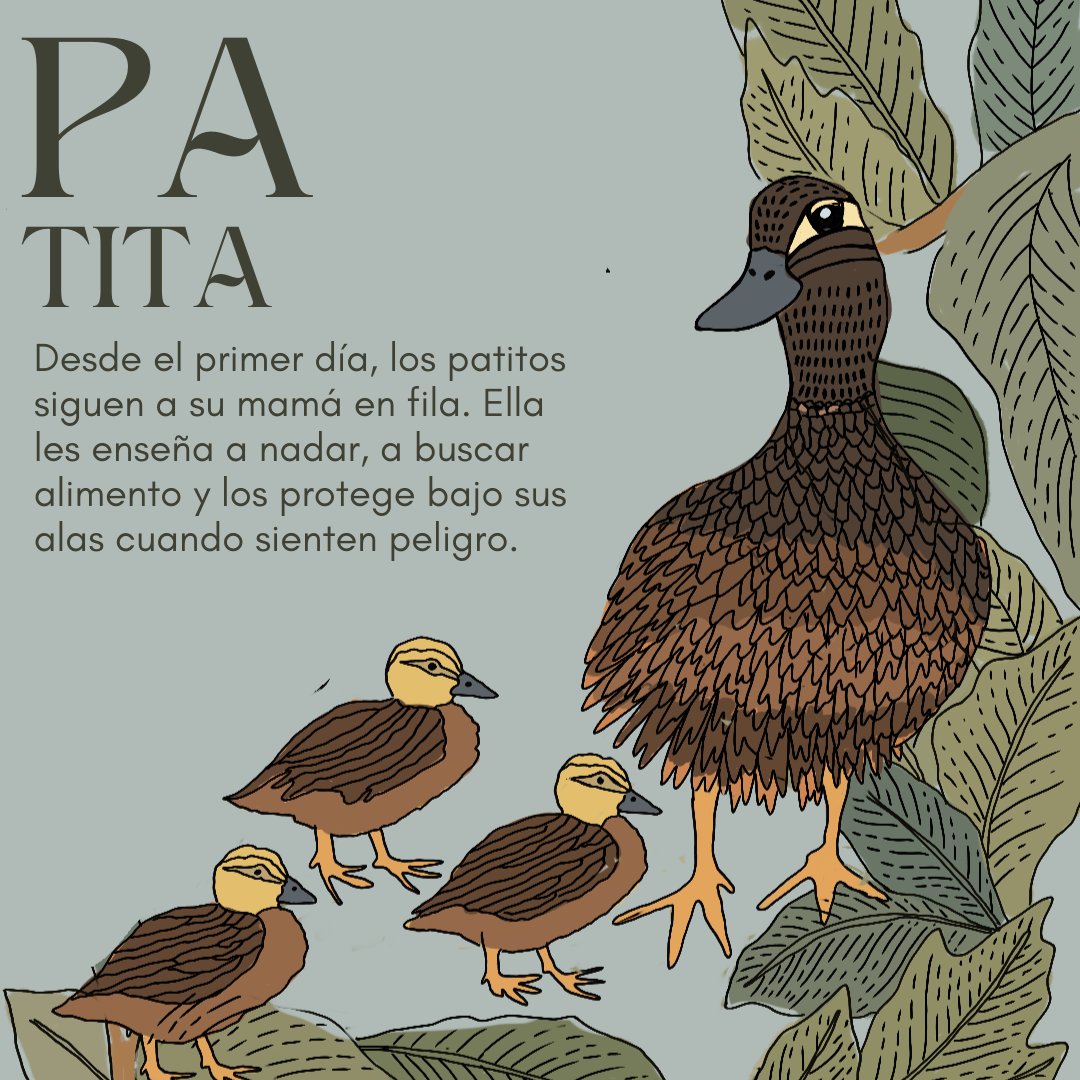Pro Bosque Chapultepec tweet media