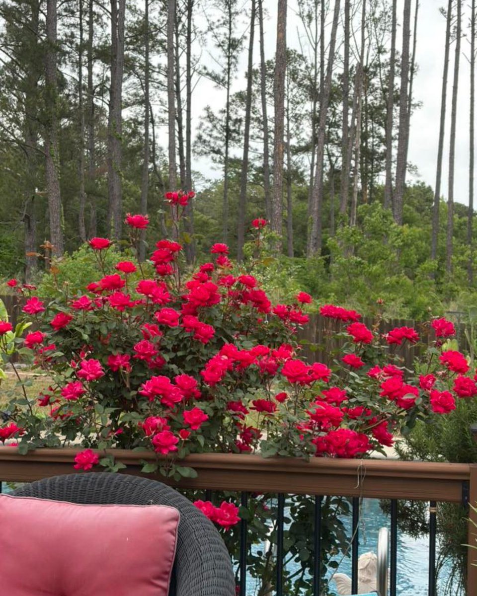 FastGrowingTree's tweet photo. Here are some of our favorite photos that you shared with us last week! 📸🌿

Pictures by Eva Eberhardt, Shelley Streeter, Mel Perez, and Kamal Kaler.

Thank you for sharing what you grow! 🌳

Get plants and trees delivered → https://t.co/usBVirEtxQ

#Gardening https://t.co/oLsohL8WiI