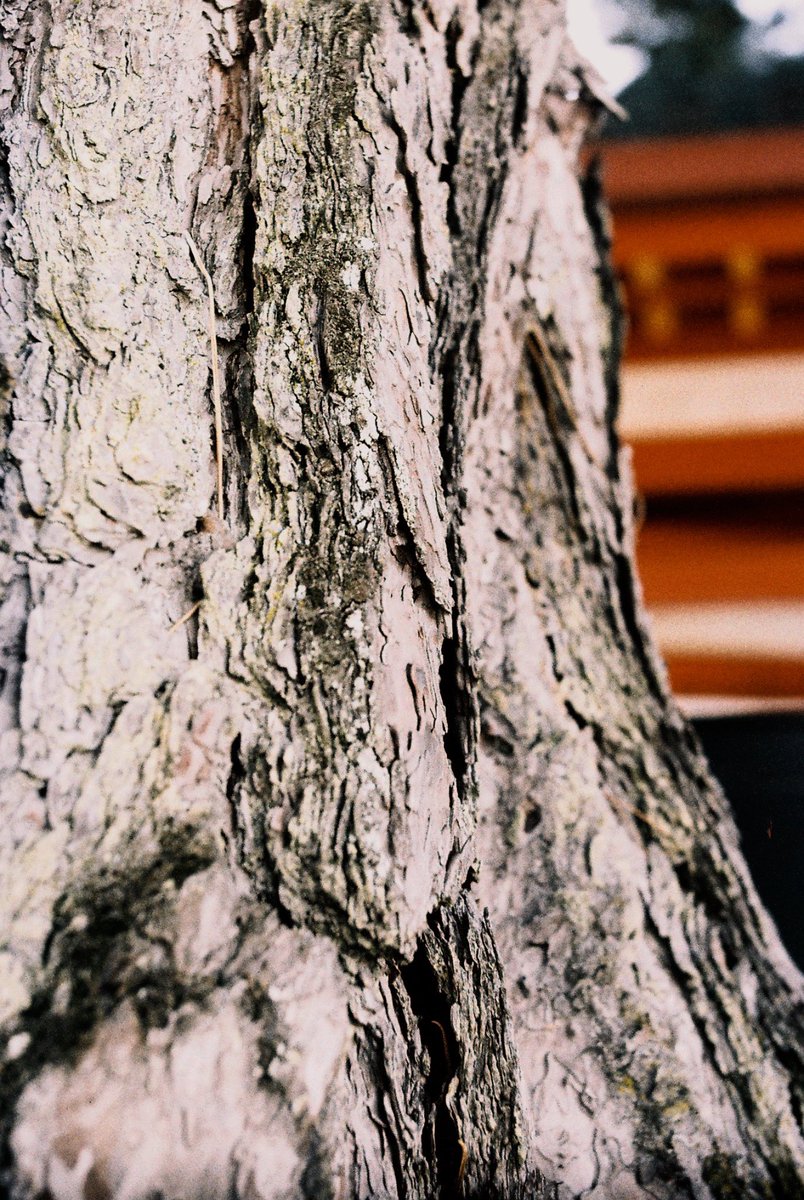 nashoco0415TSK's tweet photo. フィルム取り出しに失敗した写真。何とか写っていました😅
NOOKY接写は楽しいです。ELPETは相変わらず難しい😥
#NOOKY https://t.co/J4gXho9d6W
