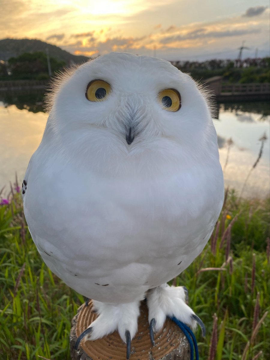 wattan0214's tweet photo. Morning walk 🦉✨
朝さんぽ
#シロフクロウ #snowyowl #fluffy #birdlovers #feathery #cute https://t.co/pguB6bEqck