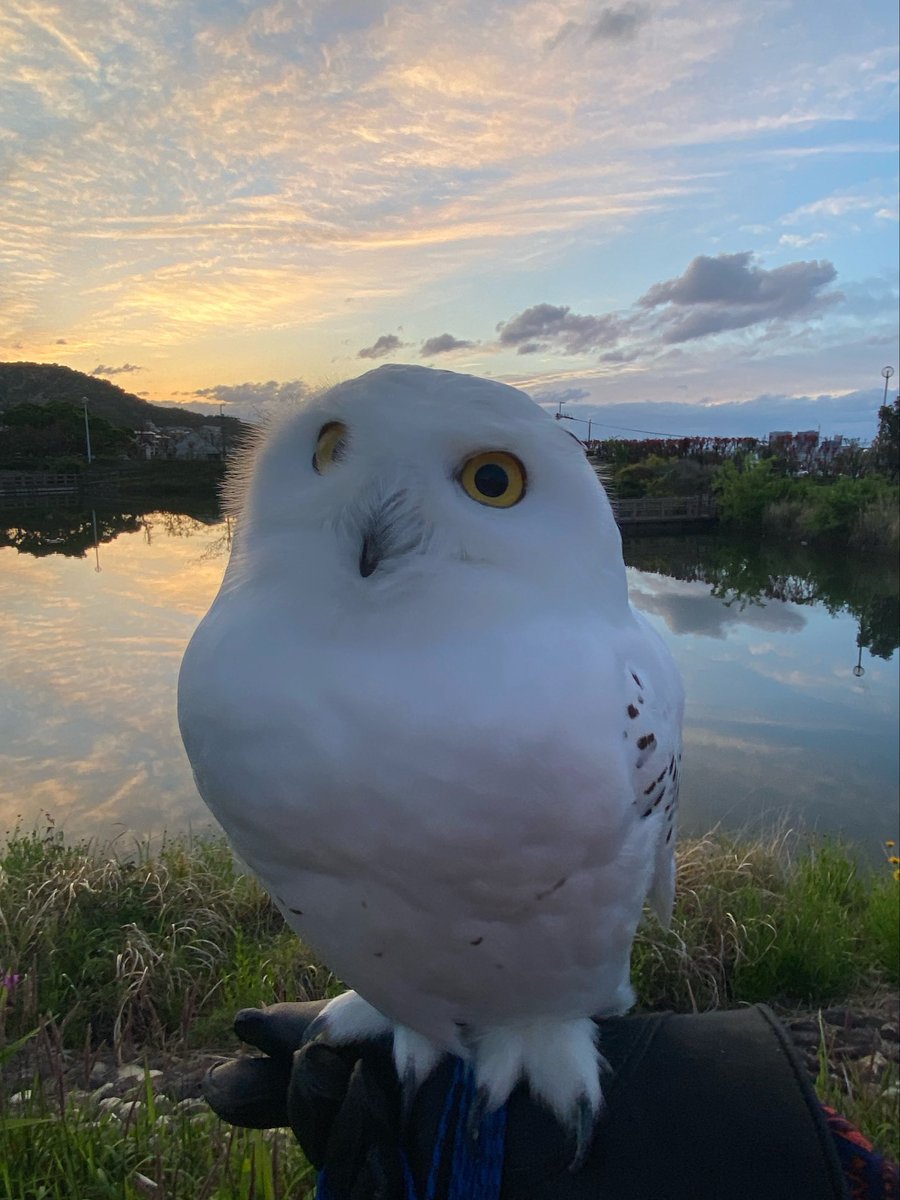 wattan0214's tweet photo. Morning walk 🦉✨
朝さんぽ
#シロフクロウ #snowyowl #fluffy #birdlovers #feathery #cute https://t.co/pguB6bEqck