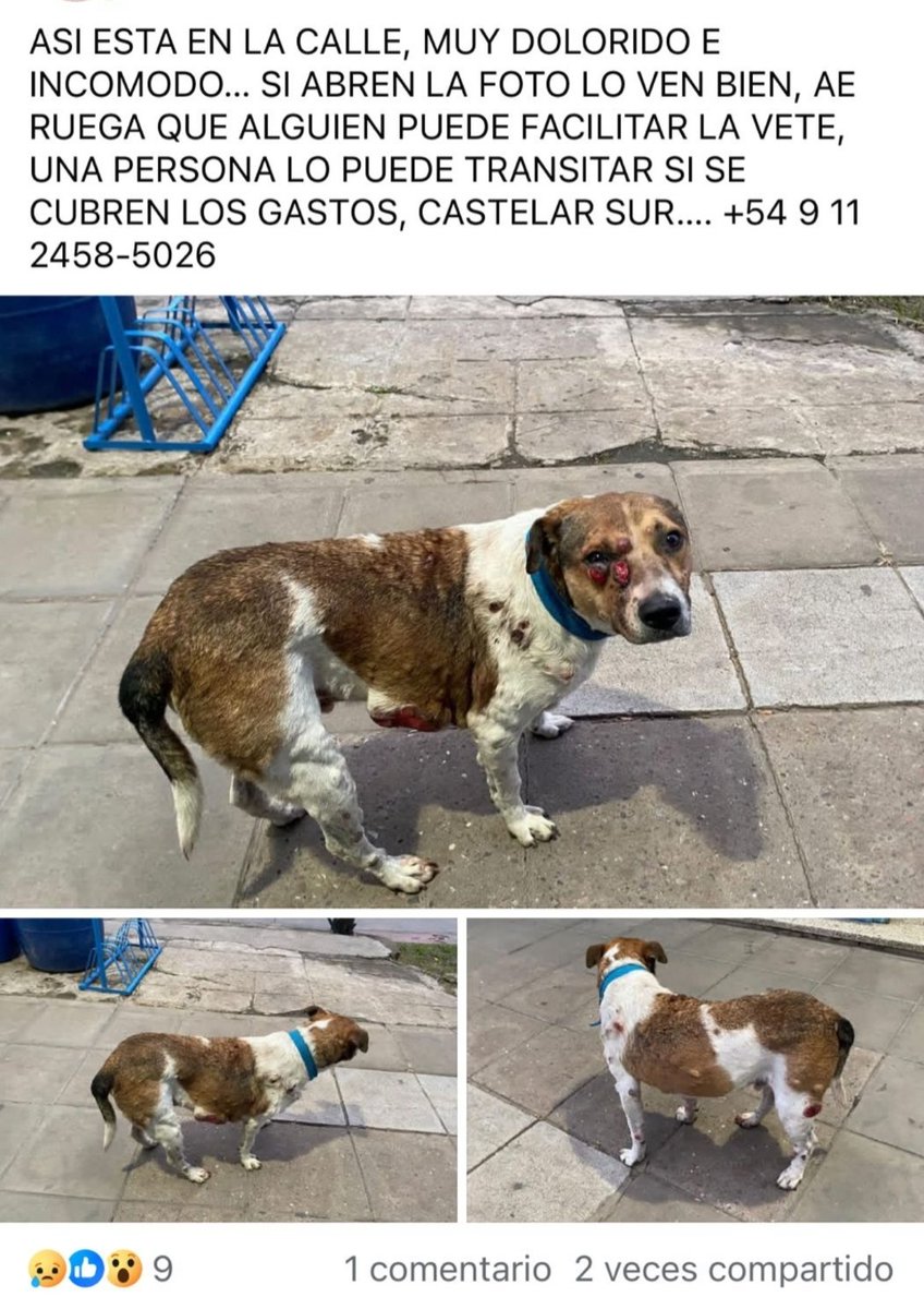 solo animales tweet media
