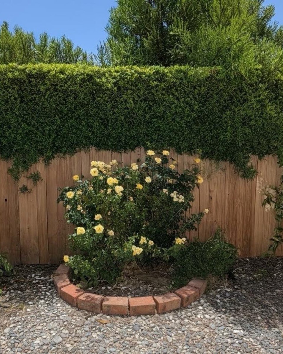 FastGrowingTree's tweet photo. Here are some of our favorite photos that you shared with us last week! 📸🌿

Pictures by Eva Eberhardt, Shelley Streeter, Mel Perez, and Kamal Kaler.

Thank you for sharing what you grow! 🌳

Get plants and trees delivered → https://t.co/usBVirEtxQ

#Gardening https://t.co/oLsohL8WiI