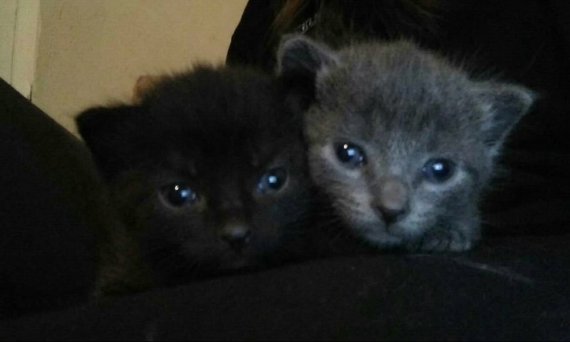daily cats ♡ tweet media