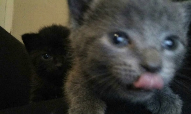 daily cats ♡ tweet media