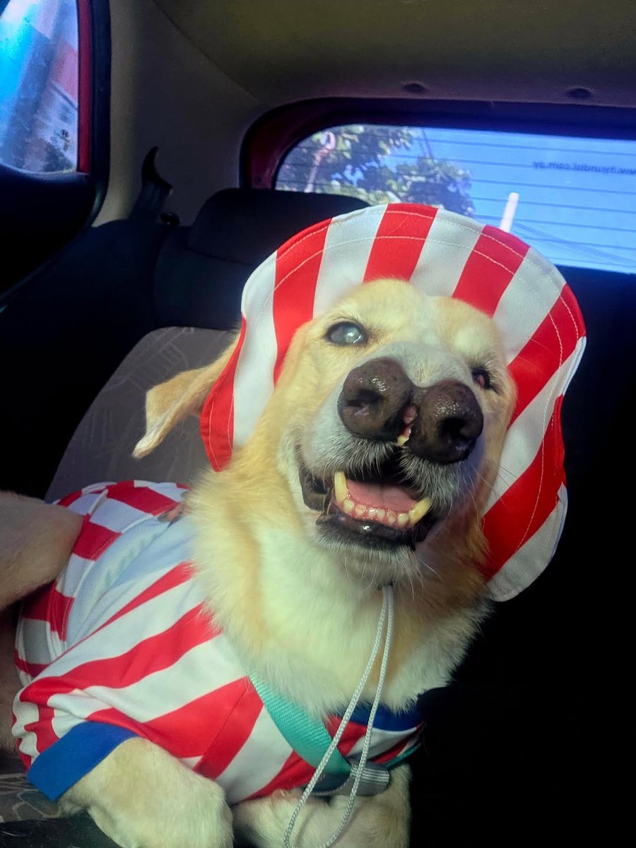 delpynews's tweet photo. ▶️ YA TENEMOS NOVIO DEL MUNDIAL | 🐶🇵🇾

Joaquín, un perrito rescatado de Huellitas Paraguay, se volvió viral tras posar facherísimo con la camiseta de la Albirroja.

😍 En redes ya lo bautizaron como el “novio del Mundial” y hasta bromearon con preguntarle a Larissa Riquelme si lo acepta.

🐾 Desde la organización contaron que es un peludito luchador, cariñoso, noble y siempre dispuesto a acompañar.

❤️ También aclararon que no tiene “dos narices”, sino hocico leporino, así como los humanos.

📸huellitasparaguay (IG)