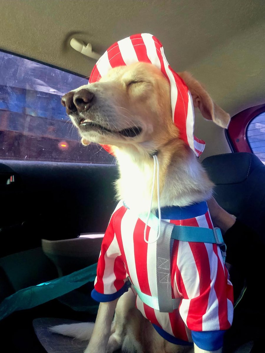 ▶️ YA TENEMOS NOVIO DEL MUNDIAL | 🐶🇵🇾

Joaquín, un perrito rescatado de Huellitas Paraguay, se volvió viral tras posar facherísimo con la camiseta de la Albirroja.

😍 En redes ya lo bautizaron como el “novio del Mundial” y hasta bromearon con preguntarle a Larissa Riquelme si
