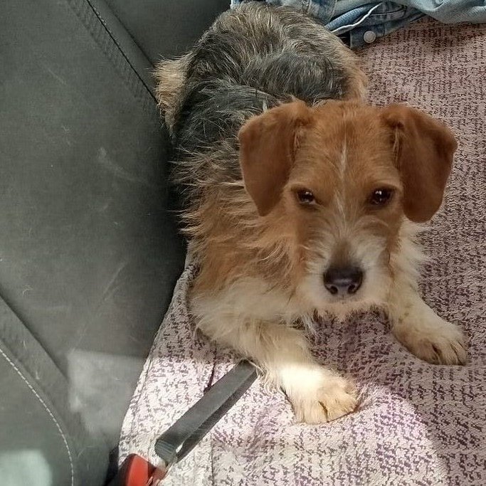🌍#madrid
NECESITAMOS  #casadeacogida o #adopcion  para PELU PELUQUITA cruce #beagle de 1,5 años
EN APUROS Sociable con niños 🐶
Pesa 8,5 kg
Se entrega chipada,vacunada,desparasitada y CON compromiso de castracion
CONTACTO 📩facenuevavida@gmail.com #acoge #acogida #adopta