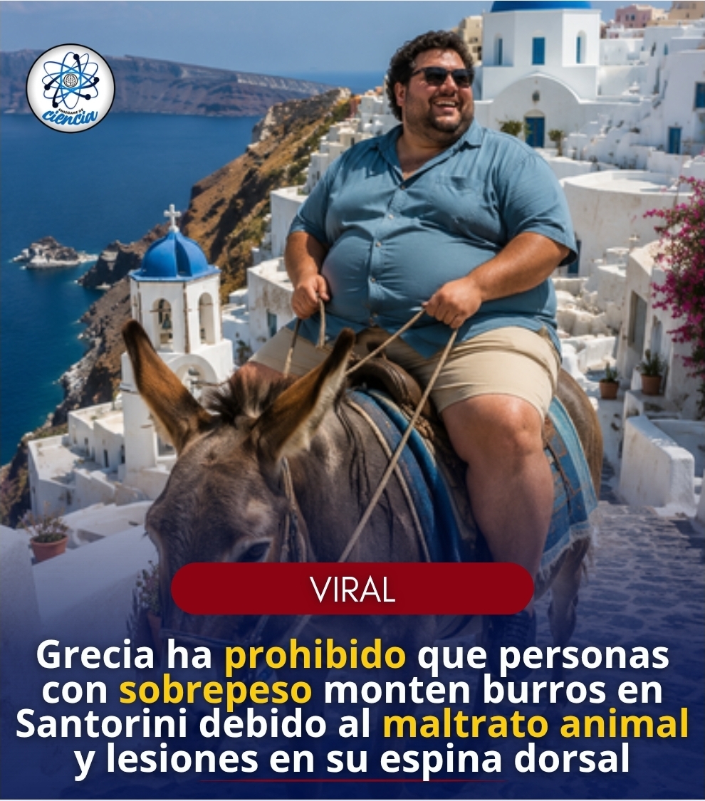 🇬🇷 Grecia prohíbe que personas con sobrepeso monten burros en Santorini tras denuncias de maltrato animal.
Las autoridades establecieron restricciones para proteger a los animales, luego de reportes sobre lesiones en la columna y desgaste físico severo en los burros utilizados