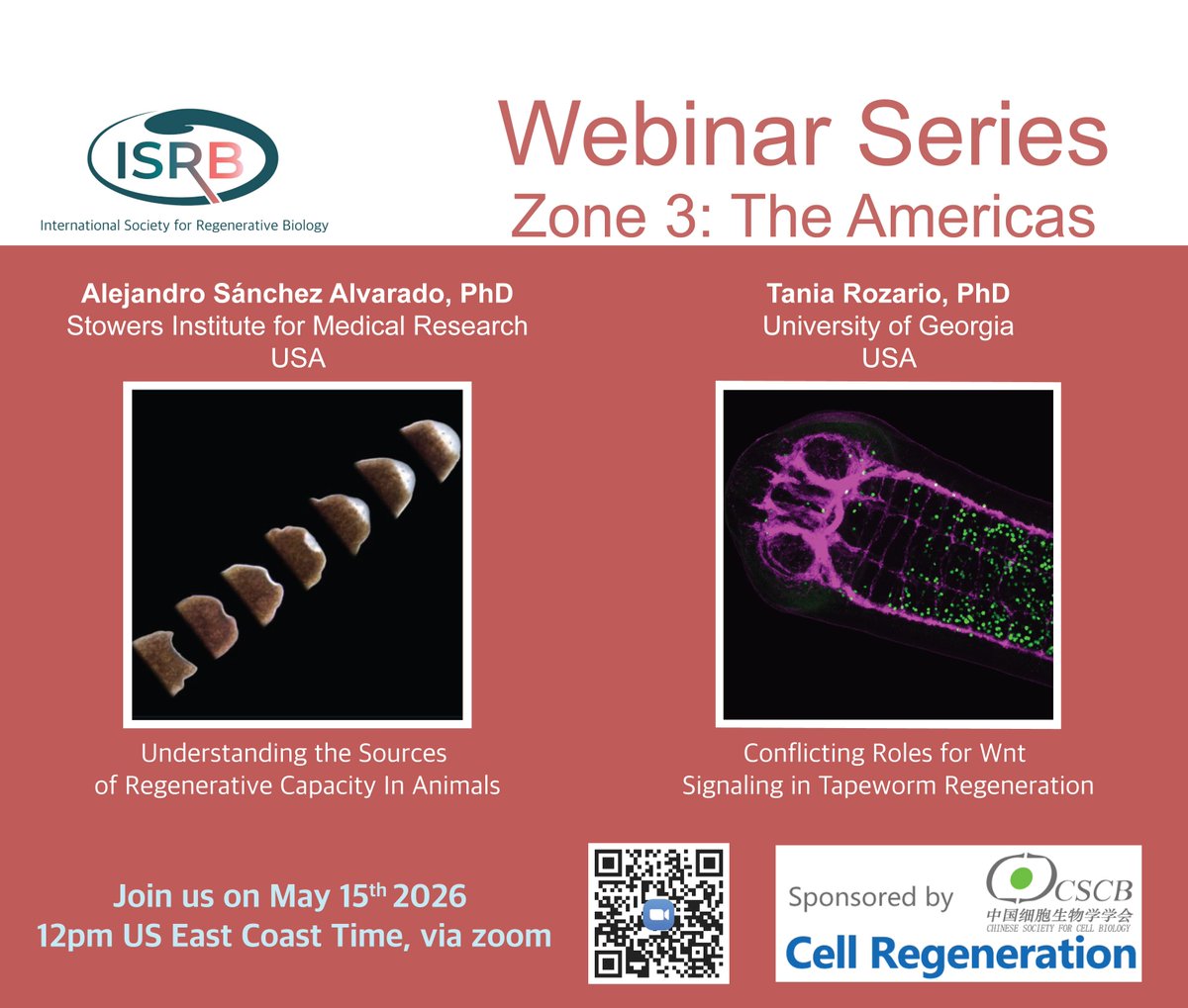 International Society for Regenerative Biology tweet media