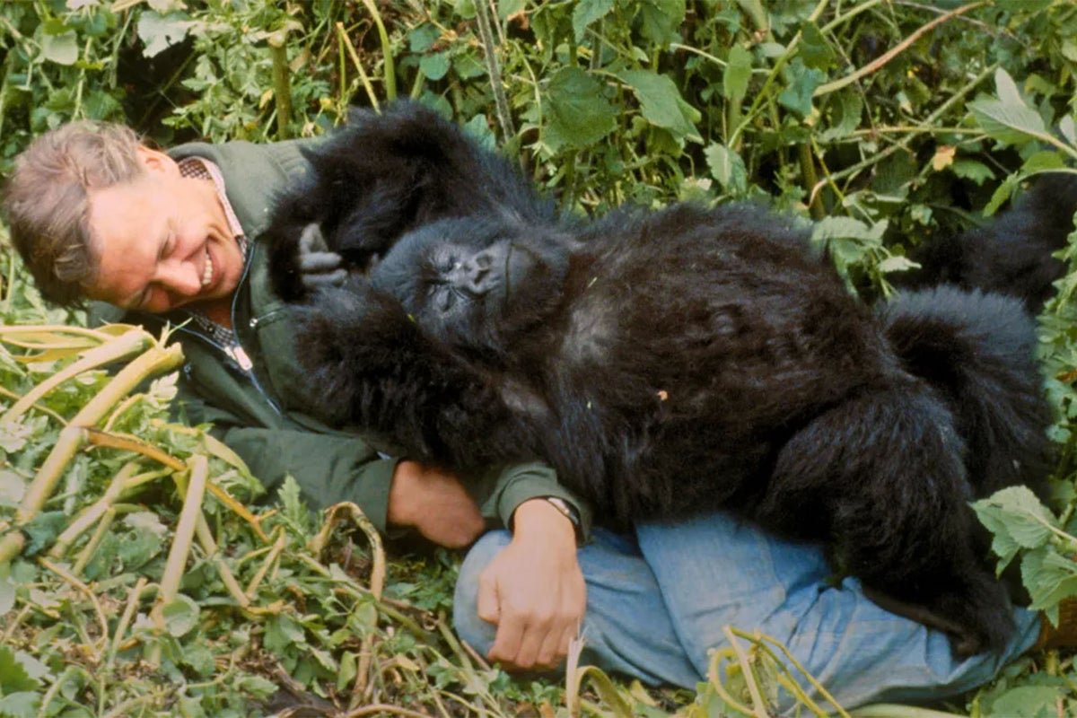 PhilShawe's tweet photo. Sir David Attenborough is the real-life Indiana Jones of the natural world. 

But instead of tomb-raiding, his remarkable life and career were dedicated to discovering and sharing the incredible diversity of life on Earth!

He brought the vastness of our world into our homes through his documentaries, which educated and inspired millions to explore, appreciate, honor, and protect the environment 🌎🌎🌎

This week, the world celebrates this true legend, heroic explorer, and British national treasure as he turns 100 years old! 

Legacy is a word I don't throw around lightly. Attenborough's relentless advocacy for the natural world has literally left a legacy of tens of millions of people—with generations more to come—all appreciating, understanding, and protecting nature and planet Earth. 

What a life lived... Happy 100th Birthday and thank you, David Attenborough!

#DavidAttenborough #Legacy #Inspiration #WildLifeConservation